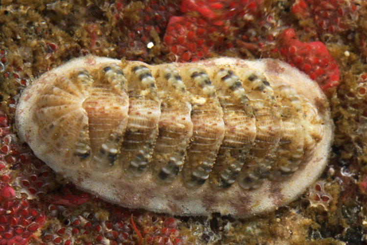 Callistochiton crassicostatus